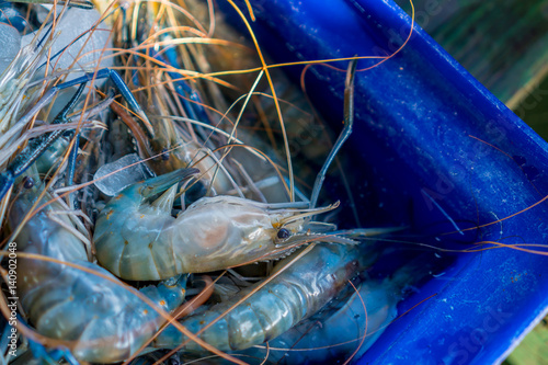 shrimps in the box  photo