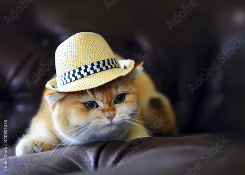 Cat handsome hat isolated photo