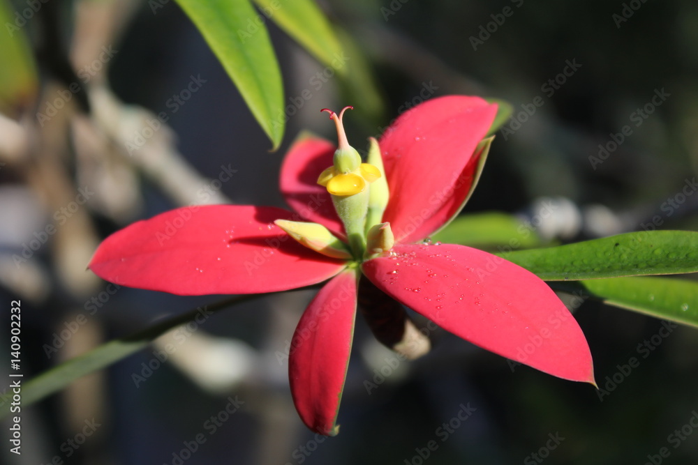 Fototapeta premium Jamaican Poinsettia