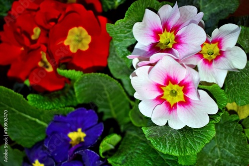 fioritura di primule colorate