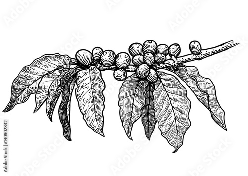 Coffee plant illustration, drawing, engraving, ink, line art, vector