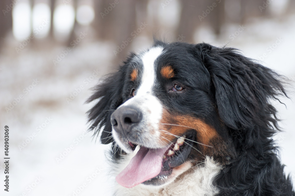Bernese Mountain Dog outdoors, winter walk
