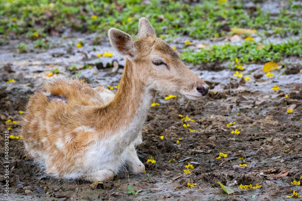 Image of a deer on nature background. wild animals.