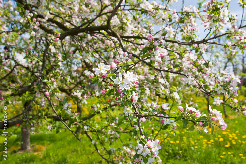 a blooming apple trees in spring a blooming apple trees in spring