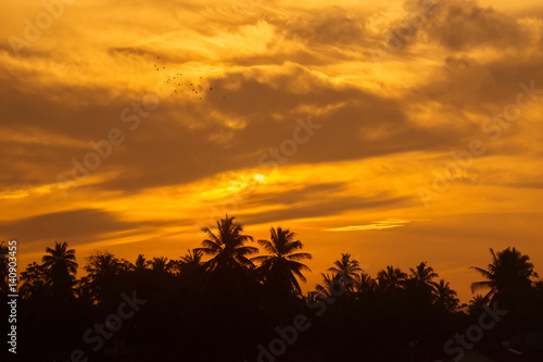 Silhouette of coconut palm trees at sunset