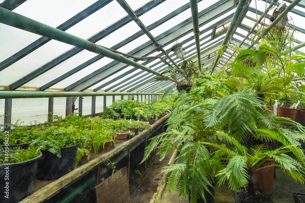 Interior of old tropic greenhouse