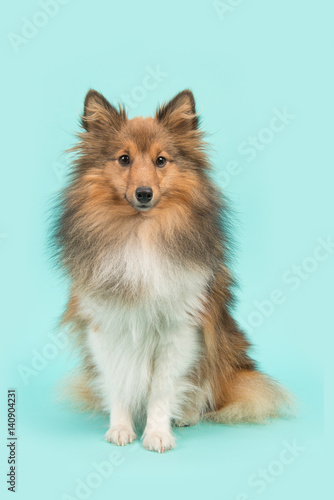 Pretty sitting shetland sheepdog or sheltie looking at the camera on a blue turquoise background