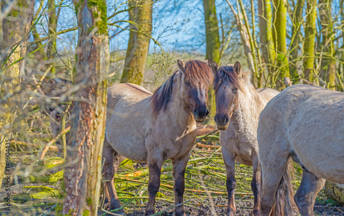 Wild horses in a forest in spring