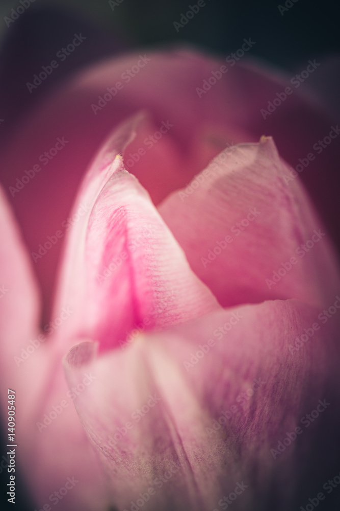 Tulpen Blumenestrauß