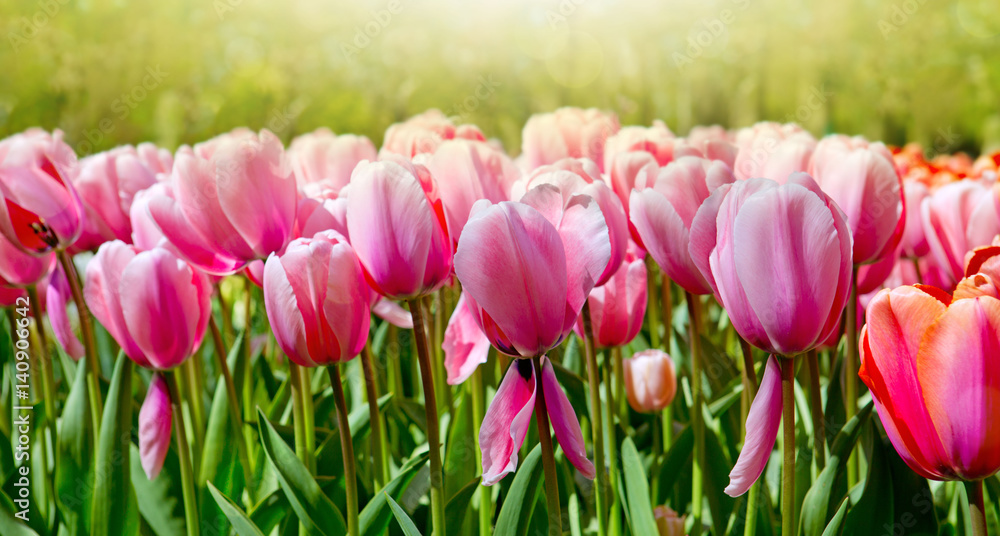 Fototapeta premium Pink tulips background.