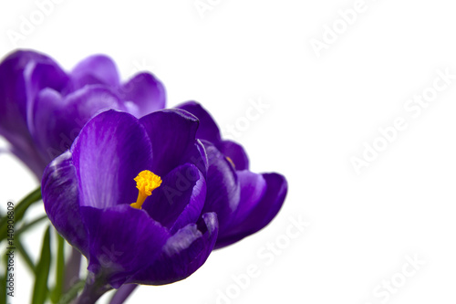 isolated purple flower Crocus in the pot leaves are green leaves wooden background