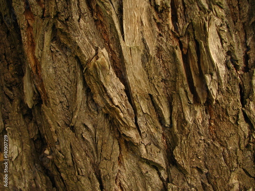 old willow tree bark closeup