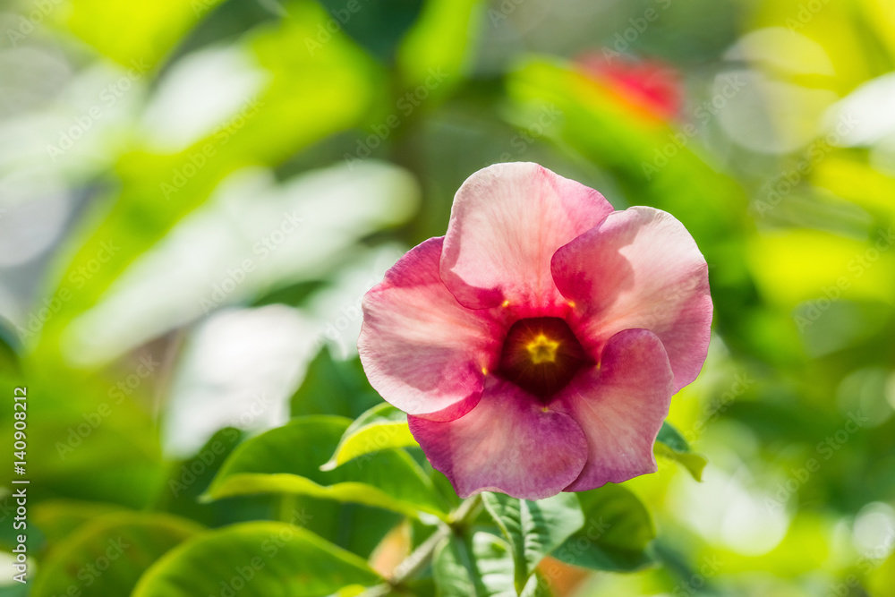 Fototapeta premium Bright colorful tropical background with colorful rose Mandevilla flower, soft focus.