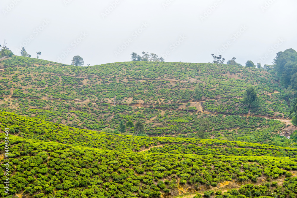 Tea Plantation in Sri Lanka at cloudy day