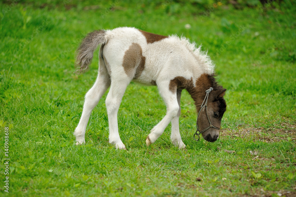 Obraz premium ミニチュアホース