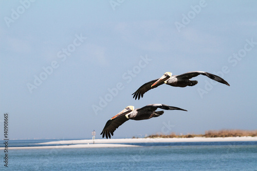 A pair of brown pelican flying over the water in the Gulf of Mexico near St. Petersburg, FL