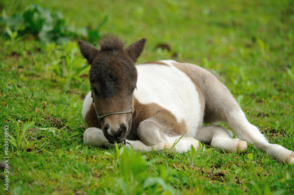 Fototapeta premium ミニチュアホース