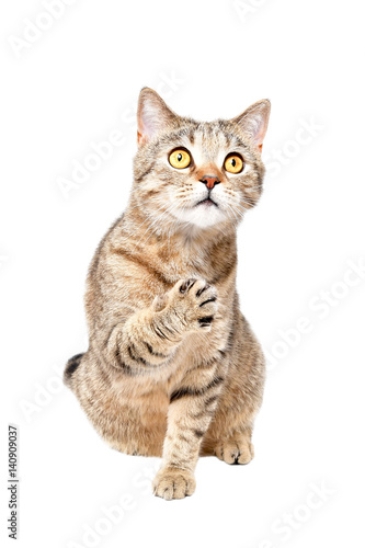 Curious cat Scottish Straight sitting isolated on white background
