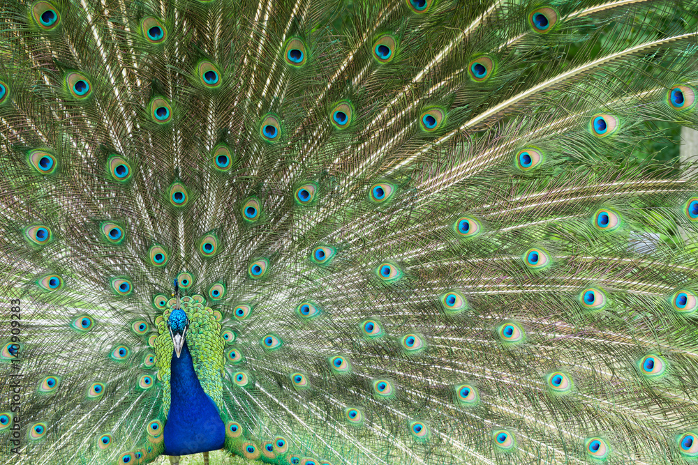 Fototapeta premium Male Peacock Displays Bright Feathers