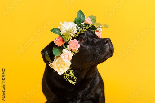 Black golden labrador retriever dog isolated on yellow background. Studio shot.