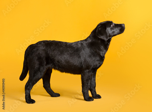 Black golden labrador retriever dog isolated on yellow background. Studio shot.