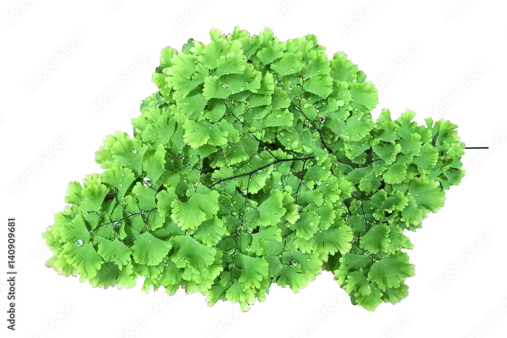 Obraz premium Fern isolated on white background.