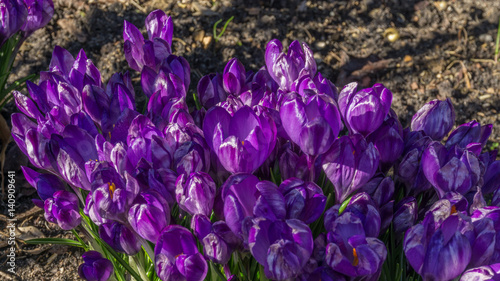 Purple crocus in spring with sunshine.