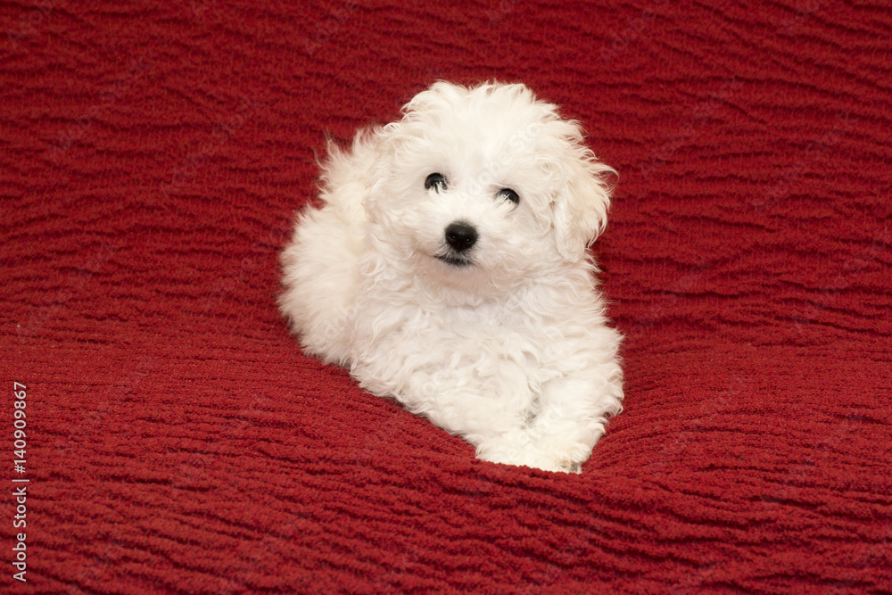 犬 ビションフリーゼ Stock Photo Adobe Stock