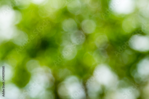 blurred green leafs background