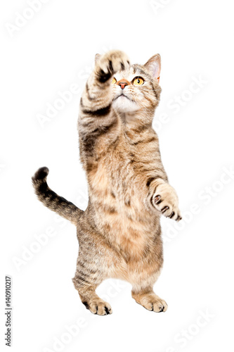 Playful cat Scottish Straight, standing on hind legs, isolated on white background