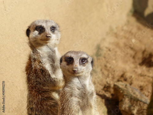 Meerkats couple looking in the camera