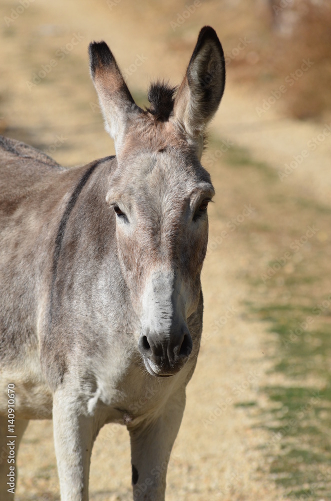A posing donkey