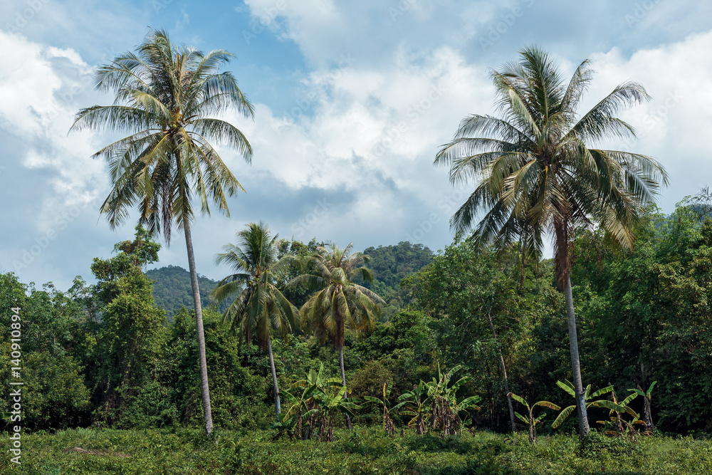 Fototapeta premium Palm grove