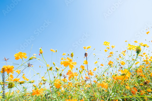 Yellow cosmos flower and blue sky © showcake