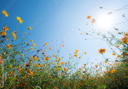 Yellow cosmos flower and blue sky