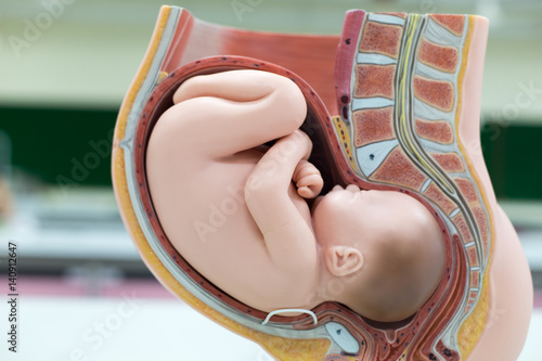 Canvas Print Embryo model, fetus for classroom education.