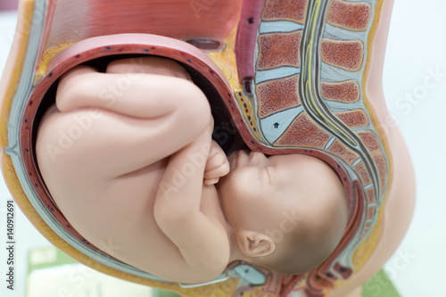 Embryo model, fetus for classroom education. photo