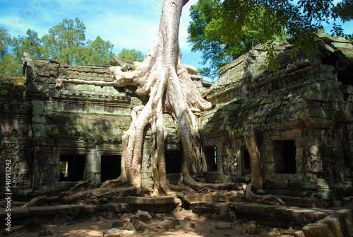 Tree in Angkor Wat