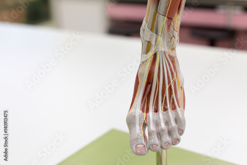 Anatomy muscle Legs model of muscle for classroom education. © sinhyu