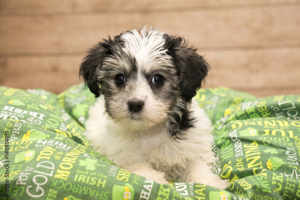 Εκτύπωση καμβά Yorkiepoo puppy with green blanket and wooden background
