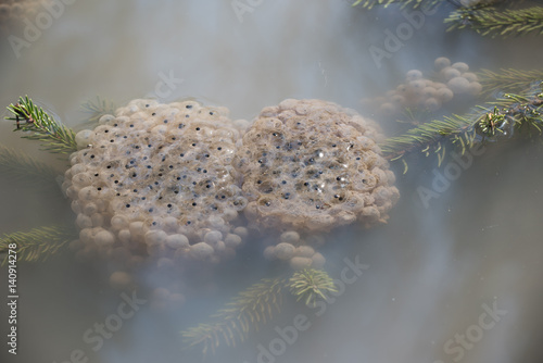 Froschlaich im Wald © saumhuhn