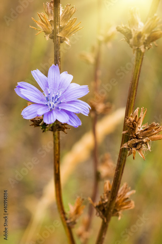 Beautiful chicory flower in autumn. Sunny day