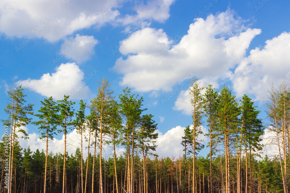 Fototapeta premium Amazing pine forest. Trees against blue sky with white clouds