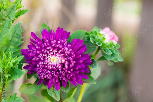 Single aster violet flower on green background
