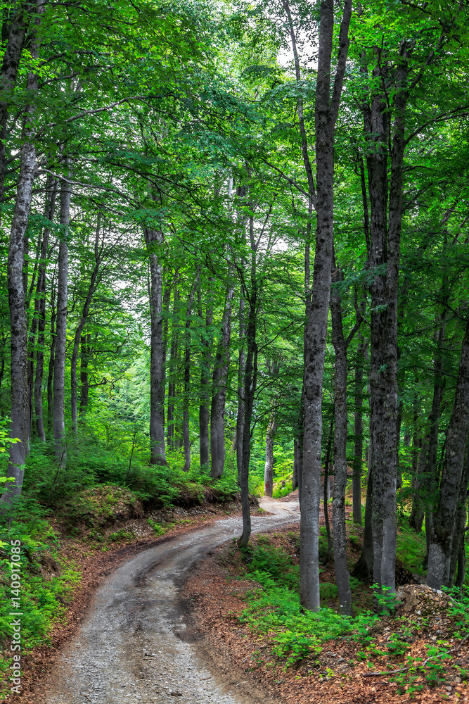 Beautiful green Caucasus mountain forest of beech trees with winding lane at spring. Scenic vertical countryside landscape