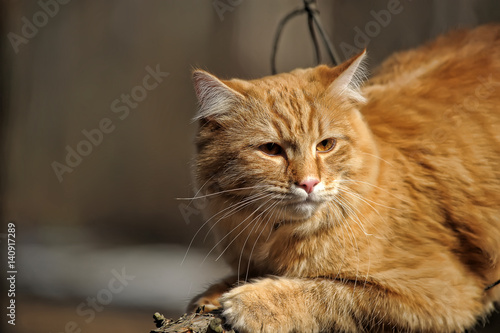 Wallpaper Mural Beautiful red cat sleeping on plum tree branch in garden. Torontodigital.ca