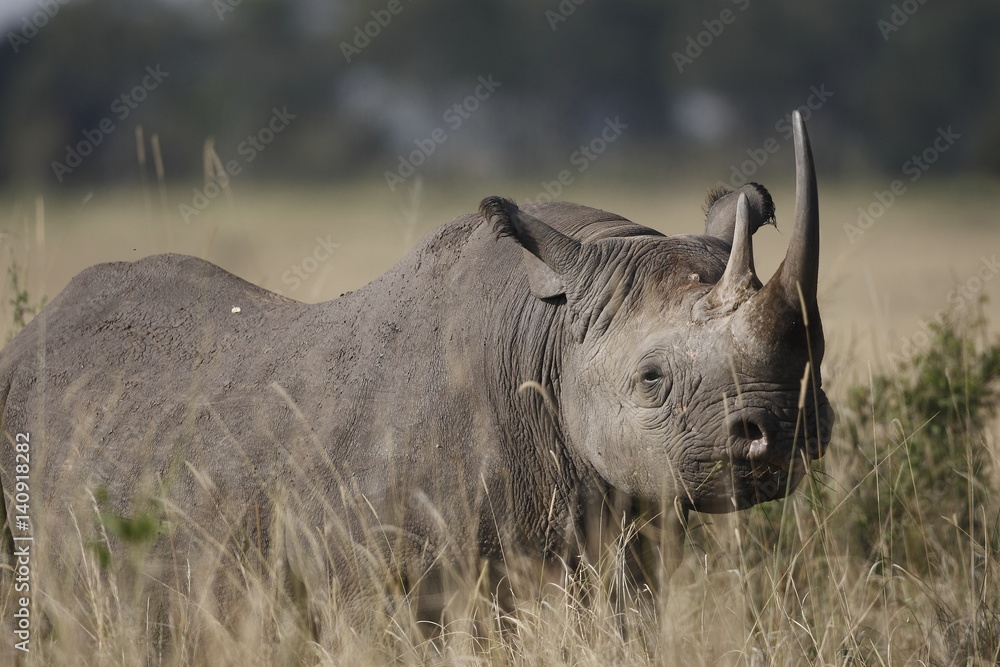 Obraz premium Rinoceronte nero
