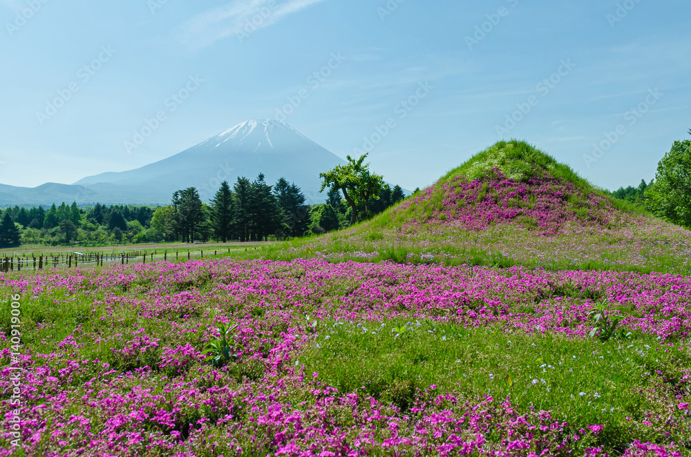 Mount fuji and pink moss in may at japan ,selective focus blur foreground