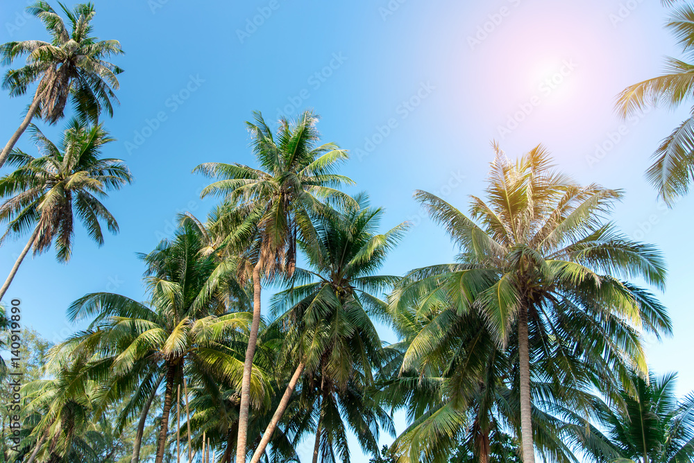 Coconut tree with sky 
