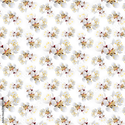 fresh spring flowers of apricot